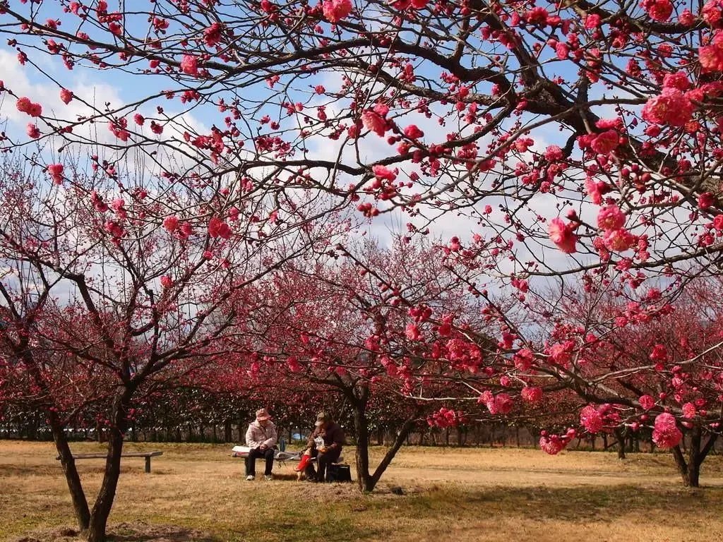 🌸 칸자키 녹지 (칸자키 료쿠치) 이미지 9